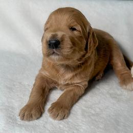 Marge - Apricot female Goldendoodle puppy in Osage City, Kansas from Golden Ridge Goldens