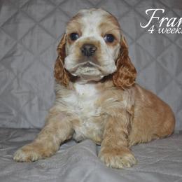 François - Buff male Cocker Spaniel puppy in Myerstown, Pennsylvania from The Cocker Cingdom