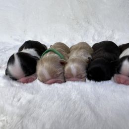 Shih Tzu Puppies from Calta’s Cute Shih Tzus
