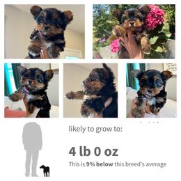 Minnie - Black and gold female Morkie puppy in Cleveland, Tennessee from Moody’s Morkies and More