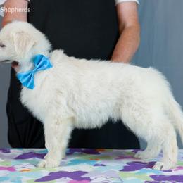 Berger Blanc Suisse Puppies from Moro Shepherds