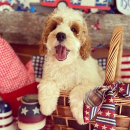 Australian Labradoodle Puppies from Wild Daisy Labradoodles