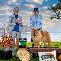 Chow Chow All Grown Up from Kew Chows