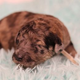 Chip - Chocolate merle male Bernedoodle puppy in Windsor, Colorado from Front Range Family Doodles