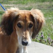 Saluki Puppies from Shasei