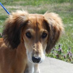 Saluki Puppies from Shasei