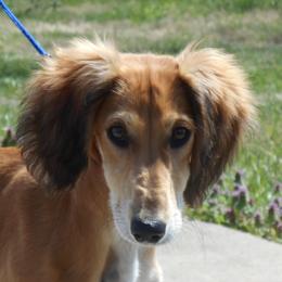 Saluki Puppies from Shasei
