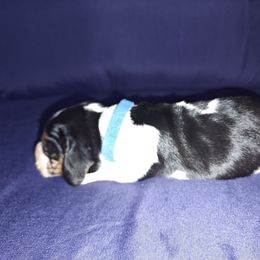 Blue boy - Black white and brown male Basset Hound puppy in Santa Rosa, California from Redwood Coast bassetts