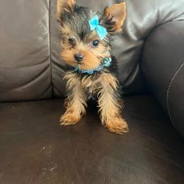 Nova - Black and tan male Yorkshire Terrier puppy in Darrington, Washington from Seven Cedars Yorkies