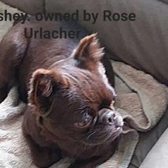 Brussels Griffons from Rose Urlacher