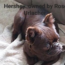 Brussels Griffons from Rose Urlacher