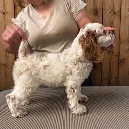 Raeden - Red roan male Cockapoo puppy in Connersville, Indiana from MoonShine Babies