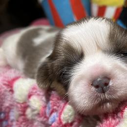 Shih Tzu Puppies from Lavender Lane Tzus