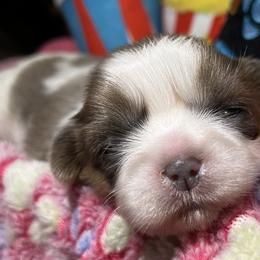 Shih Tzu Puppies from Lavender Lane Tzus