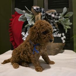 Winston - Red  male Goldendoodle puppy in Bristol, Tennessee from 4goldendoodles