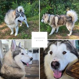 Atlas - Alaskan Malamute