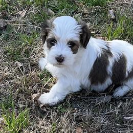 CALLIE - Chocolate female Havanese puppy in Double Oak, Texas from Have A Havanese Puppy