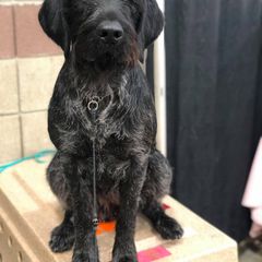 German Shepherd and German Wirehaired Pointer All Grown Up from Seelenfeuer German Shepherd Dogs