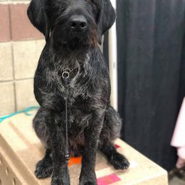 German Shepherd and German Wirehaired Pointer All Grown Up from Seelenfeuer German Shepherd Dogs