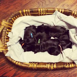 Miniature Schnauzer Puppies from Laurel Crown Schnauzers