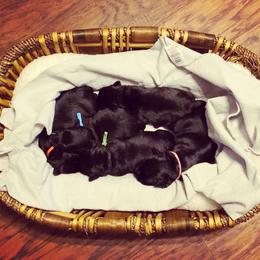 Miniature Schnauzer Puppies from Laurel Crown Schnauzers