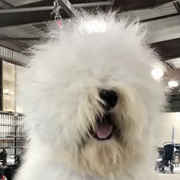 Murphy - Old English Sheepdog