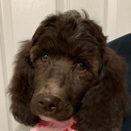 Goldendoodles and Poodles from HoneyBee’s Doodles and Poodles