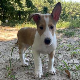 Chocobo - Sable and white female Collie puppy in Bamberg, South Carolina from Shakhor Ohr Collies and Pomeranians
