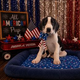 Calypso - Mantle female Great Dane puppy in Brooksville, Florida from Follow My Lead Great Danes