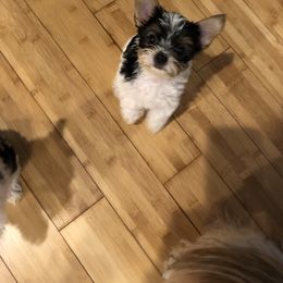 AKC Missie - Yorkshire Terrier puppy from Lynnie’s Lovables Yorkies