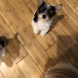 AKC Missie - Yorkshire Terrier puppy from Lynnie’s Lovables Yorkies