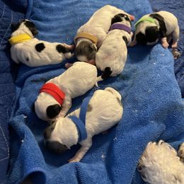Shihpoo and Shih Tzu Puppies from Bluegrass Shih Tzus