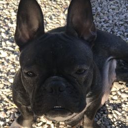 Lokie - French Bulldog