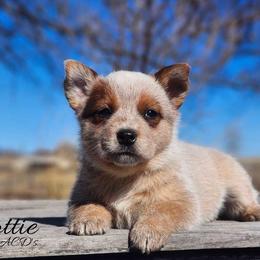 AKC Dottie - Red speckled female Australian Cattle Dog puppy in Chillicothe, Missouri from TLC Cattle dogs
