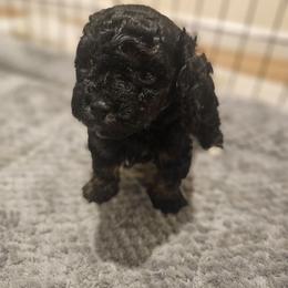 Wimbledon - Black male Poodle puppy in Clyde, North Carolina from Adorable Puppy Poodles