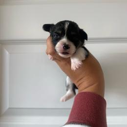 Boone - Black and tan male Pembroke Welsh Corgi puppy in Red Bluff, California from Wilder Ranch Corgis