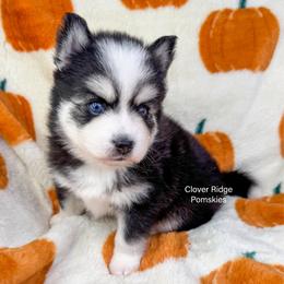 Calypso - Black and white male Pomsky puppy in Sheffield, Iowa from Clover Ridge Pomskies