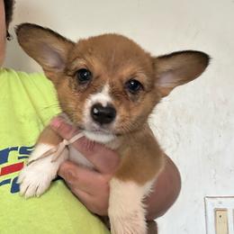 Pink - White and red female Pembroke Welsh Corgi puppy in Rochester, New York from Tnt Yorkies and Cosmic corgis