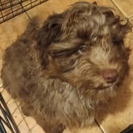 Nutmeg - Christmas special - Merle male Cavapoo puppy in East Providence, Rhode Island from Marta's Cavaliers