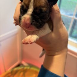 Sadie female 6 - Fawn female Boxer puppy in Charleston, Arkansas from Guardian Kennels