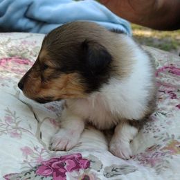 Girl 2 - Sable and white female Collie puppy in Silsbee, Texas from Jeanah's Pups