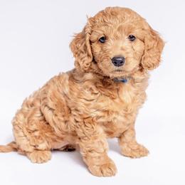 Goldendoodle Puppies from Ohana Doodles