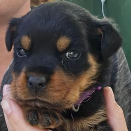 Zara - Black and mahogany female Rottweiler puppy in Tangent, Oregon from Raya's Royals