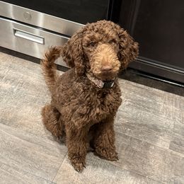 Poodle puppies from Charleston Reds Standard Poodles and Whippets