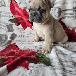 Boy 4 - Blue fawn male French Bulldog puppy in Crane, Missouri from James River French Bulldogs