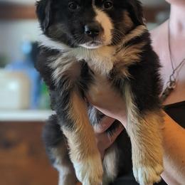 Australian Shepherd Puppies from Sonya Pfeiffer