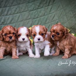Cavalier King Charles Spaniel and Dalmatian Puppies from Cadence Hall