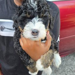 Rogue - Tri-color male Bernedoodle puppy in Jacksonville, Florida from Haj Paj Bernedoodles