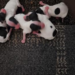 Papillon boys - White black and tan male Papillon puppy in Fulton, Missouri from Papillon Love