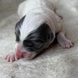 Pie girl 2 - Blue female Pembroke Welsh Corgi puppy in Grants Pass, Oregon from KnR Antler Dogs ~ Labrador Retrievers & Corgis